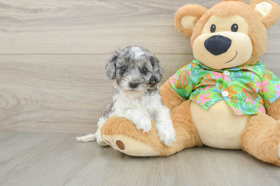 5 week old Cockapoo Puppy For Sale - Pilesgrove Pups