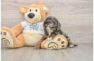 Funny Cockapoo Poodle Mix Pup