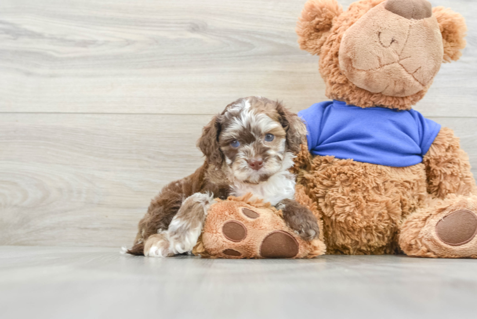 Cockapoo Puppy for Adoption