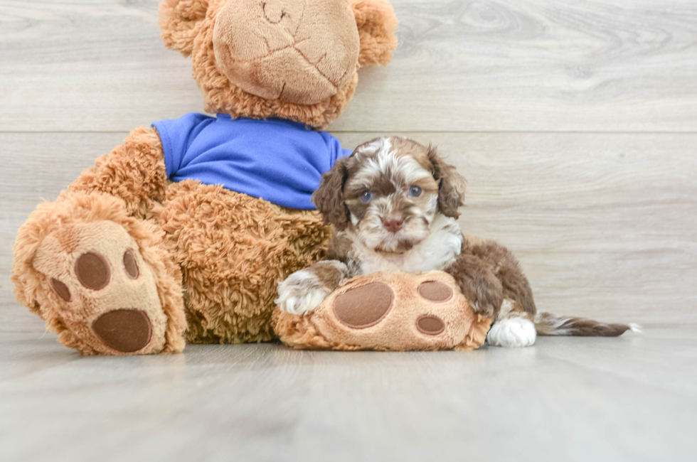 6 week old Cockapoo Puppy For Sale - Pilesgrove Pups