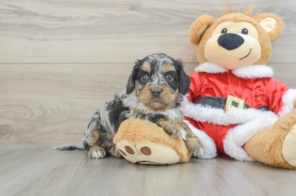 6 week old Cockapoo Puppy For Sale - Pilesgrove Pups