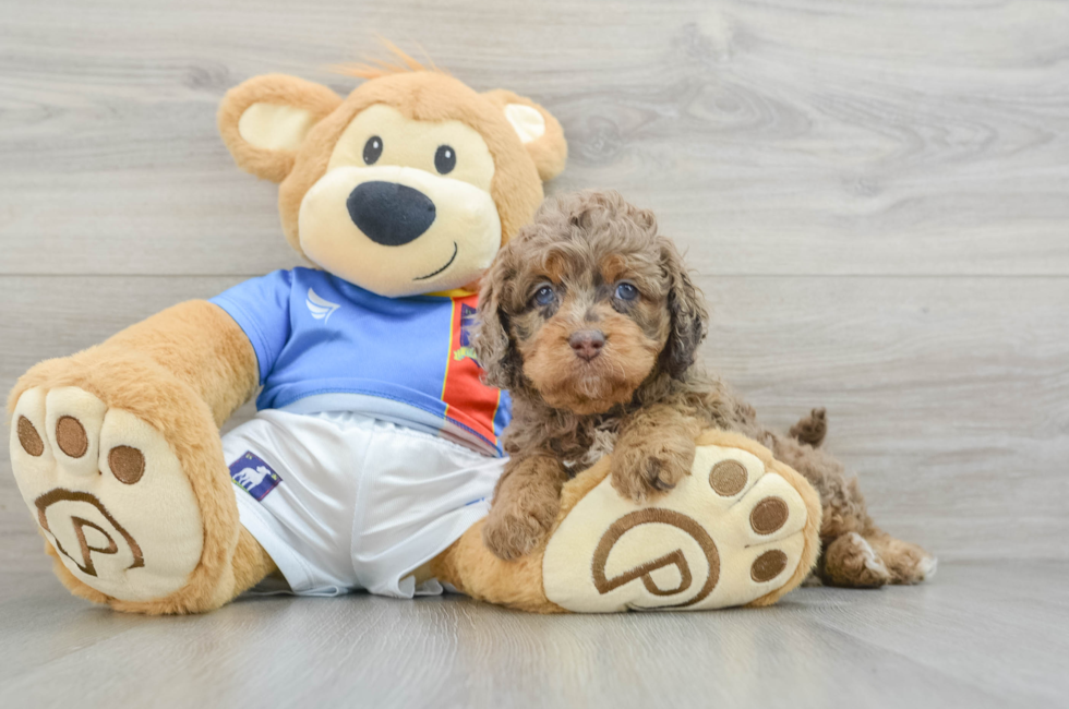 5 week old Cockapoo Puppy For Sale - Pilesgrove Pups