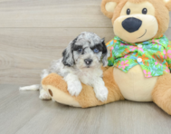 6 week old Cockapoo Puppy For Sale - Pilesgrove Pups