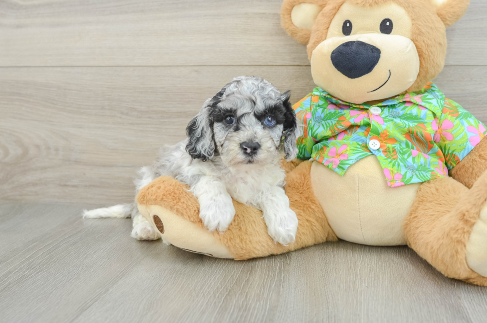 5 week old Cockapoo Puppy For Sale - Pilesgrove Pups