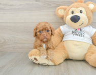 8 week old Cockapoo Puppy For Sale - Pilesgrove Pups