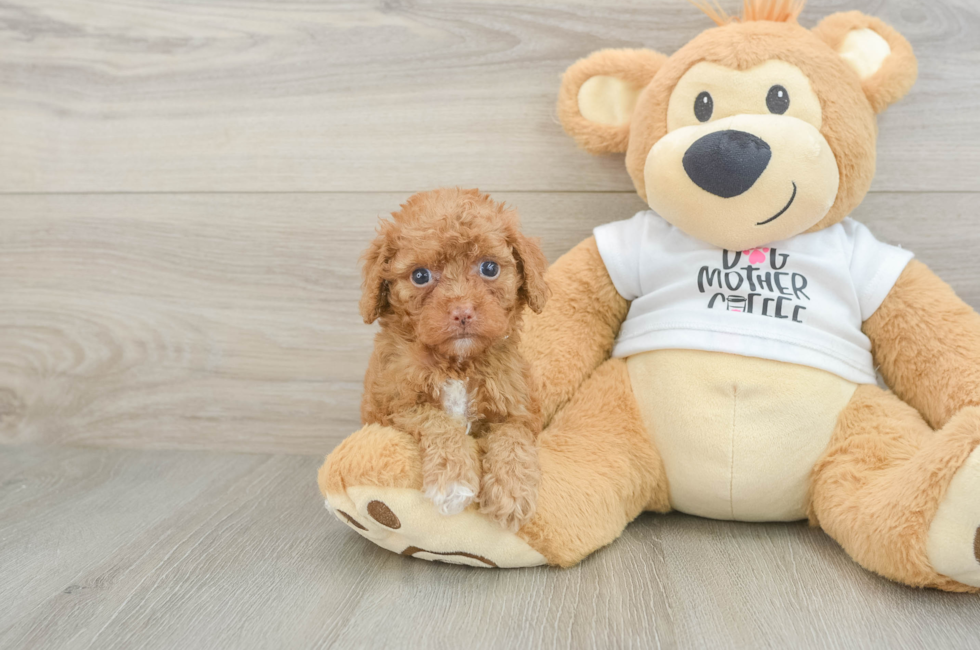 5 week old Cockapoo Puppy For Sale - Pilesgrove Pups