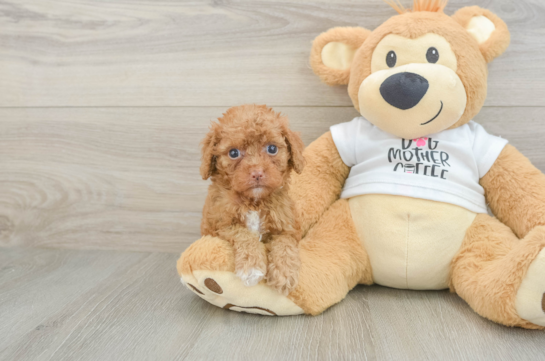Playful Cocker Doodle Poodle Mix Puppy
