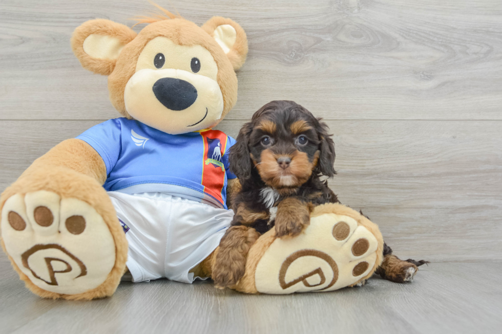 Cockapoo Pup Being Cute