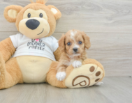 9 week old Cockapoo Puppy For Sale - Pilesgrove Pups
