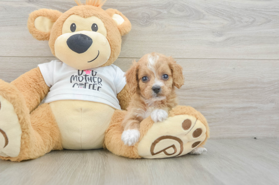 5 week old Cockapoo Puppy For Sale - Pilesgrove Pups