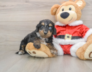 7 week old Cockapoo Puppy For Sale - Pilesgrove Pups