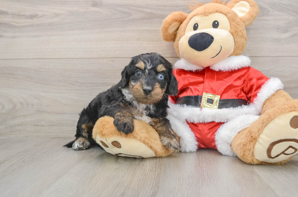 5 week old Cockapoo Puppy For Sale - Pilesgrove Pups