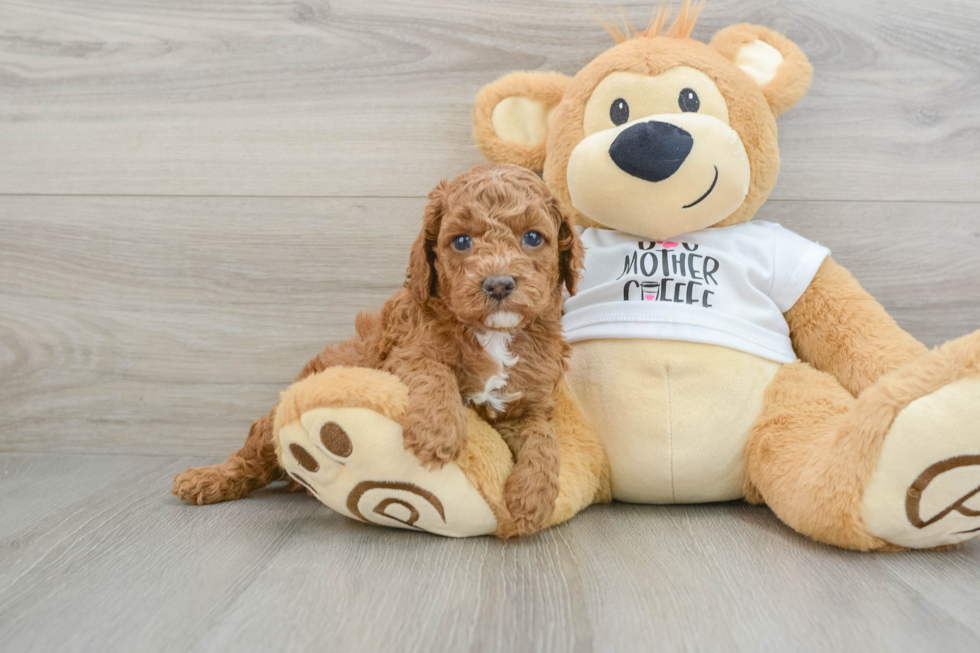 Cockapoo Puppy for Adoption