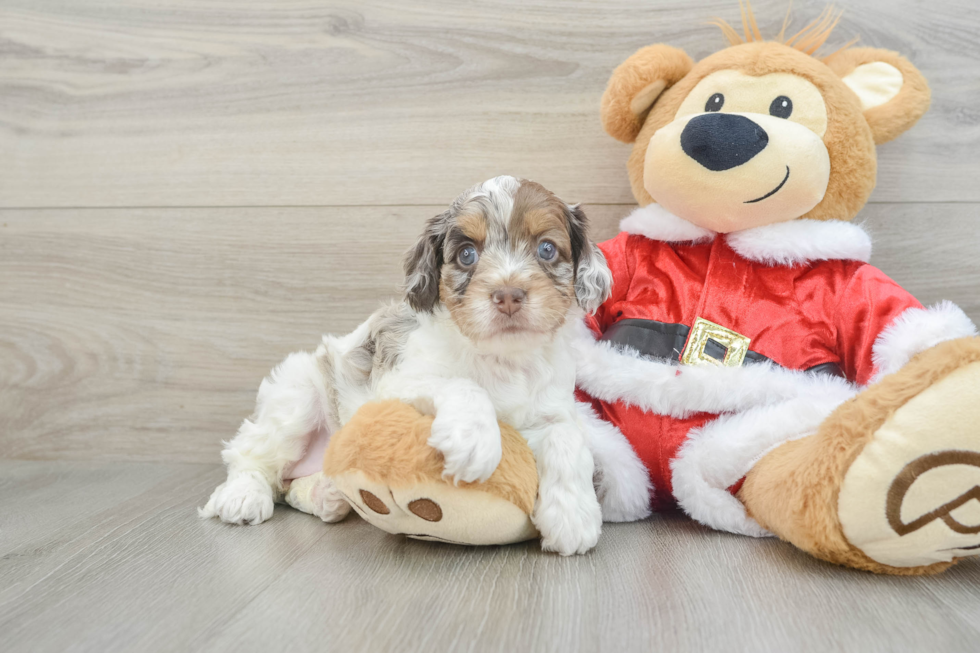 Cute Cockapoo Baby