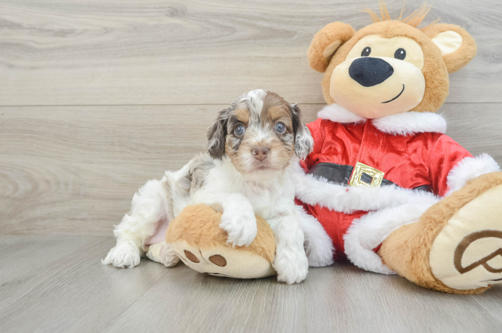 6 week old Cockapoo Puppy For Sale - Pilesgrove Pups