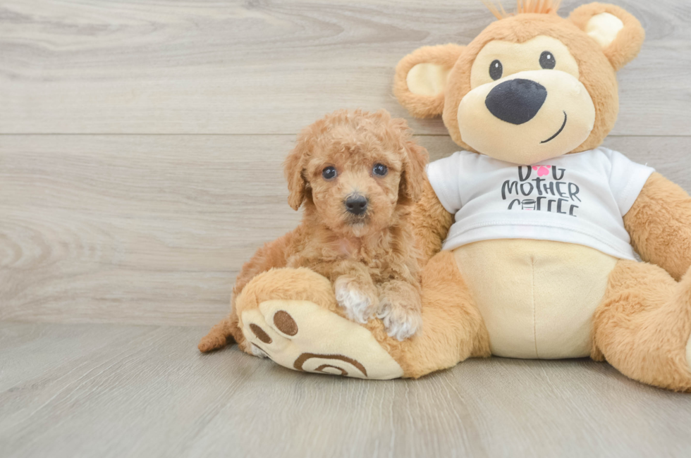 5 week old Cockapoo Puppy For Sale - Pilesgrove Pups