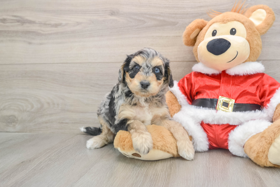 Hypoallergenic Cocker Doodle Poodle Mix Puppy