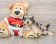 7 week old Cockapoo Puppy For Sale - Pilesgrove Pups