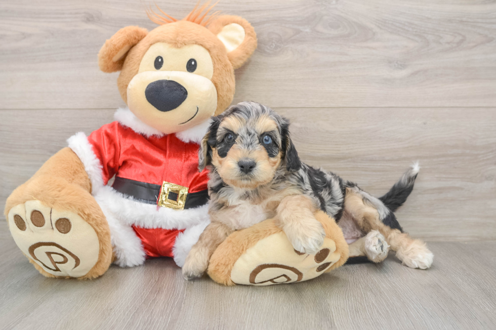 Cockapoo Pup Being Cute
