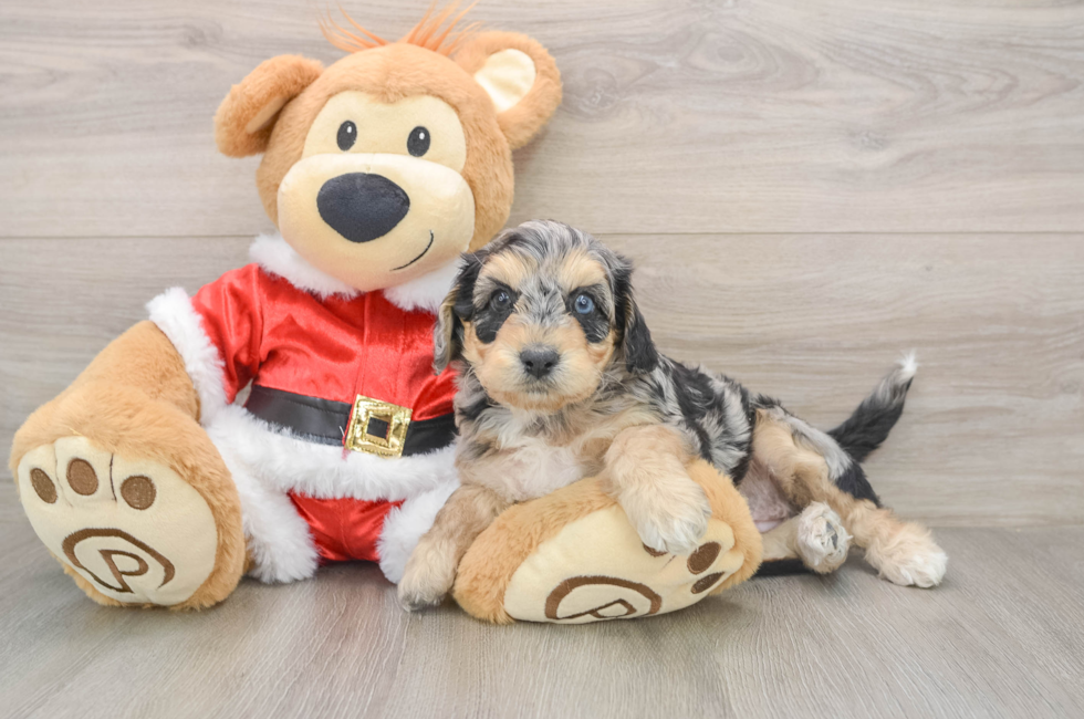 5 week old Cockapoo Puppy For Sale - Pilesgrove Pups