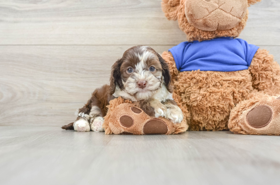 6 week old Cockapoo Puppy For Sale - Pilesgrove Pups