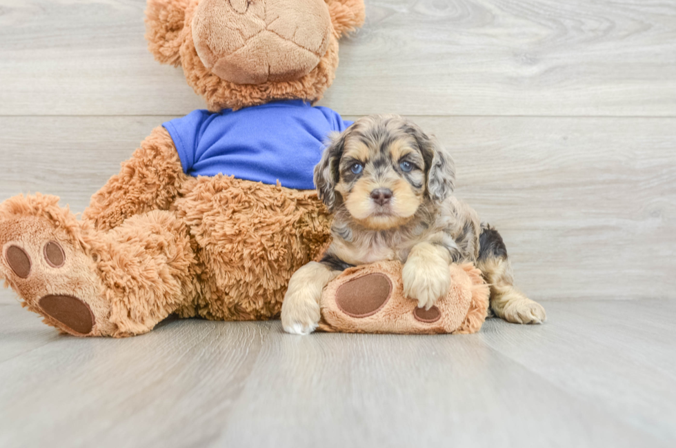 6 week old Cockapoo Puppy For Sale - Pilesgrove Pups