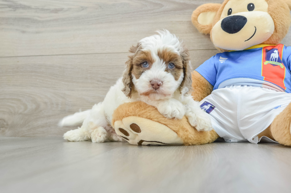 5 week old Cockapoo Puppy For Sale - Pilesgrove Pups