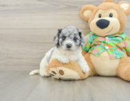 6 week old Cockapoo Puppy For Sale - Pilesgrove Pups