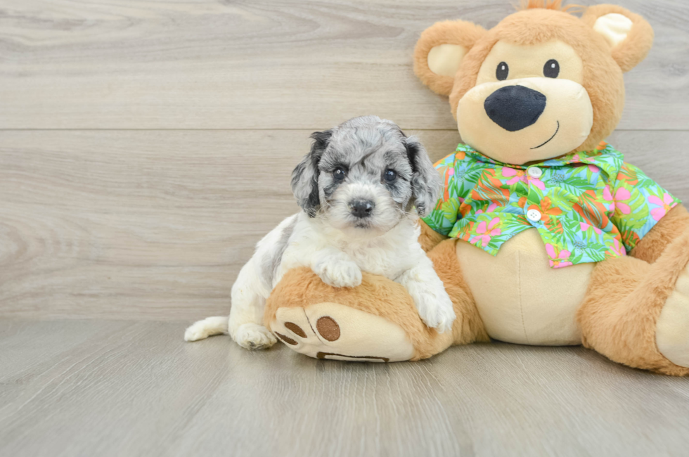 5 week old Cockapoo Puppy For Sale - Pilesgrove Pups