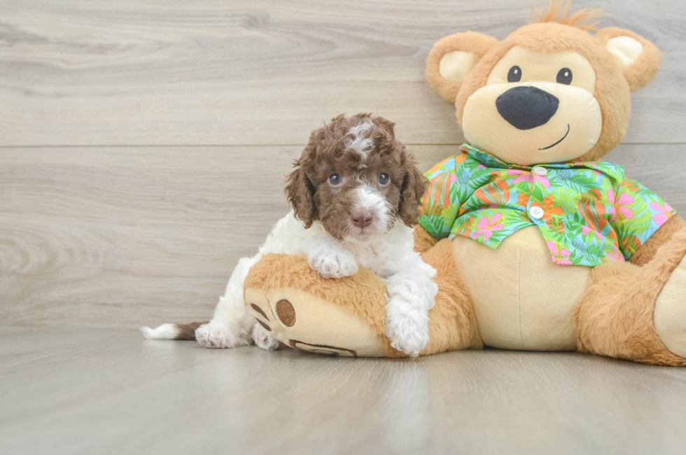 10 week old Cockapoo Puppy For Sale - Pilesgrove Pups