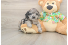 Small Cockapoo Baby