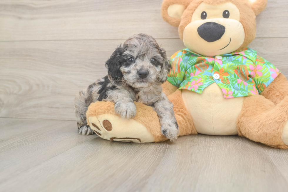 Small Cockapoo Baby