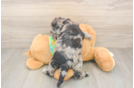 Cute Cockapoo Baby