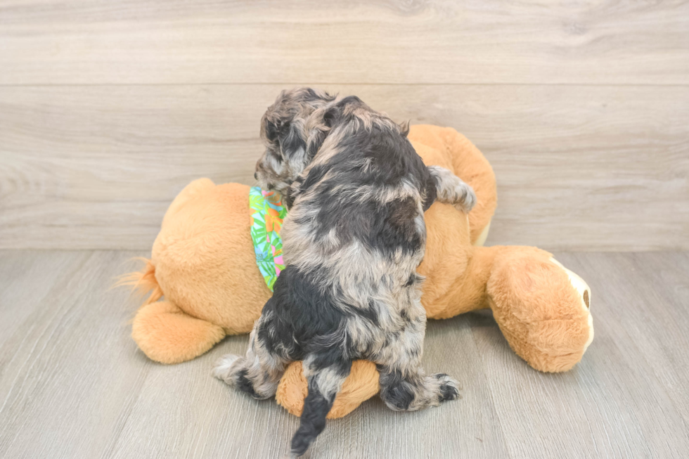 Cute Cockapoo Baby