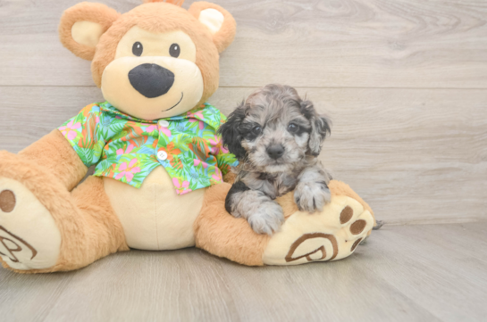 Cockapoo Pup Being Cute