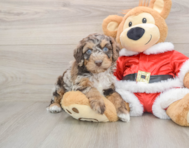 6 week old Cockapoo Puppy For Sale - Pilesgrove Pups