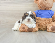 6 week old Cockapoo Puppy For Sale - Pilesgrove Pups