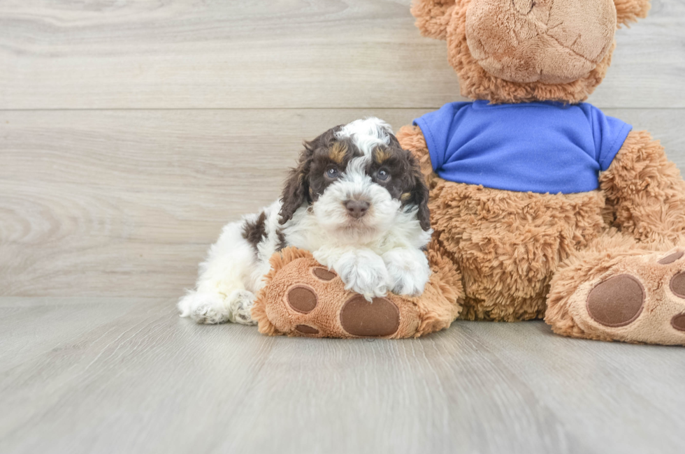 6 week old Cockapoo Puppy For Sale - Pilesgrove Pups