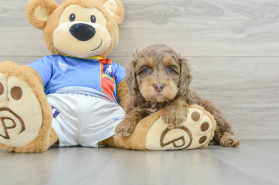 Hypoallergenic Cocker Doodle Poodle Mix Puppy