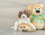 5 week old Cockapoo Puppy For Sale - Pilesgrove Pups