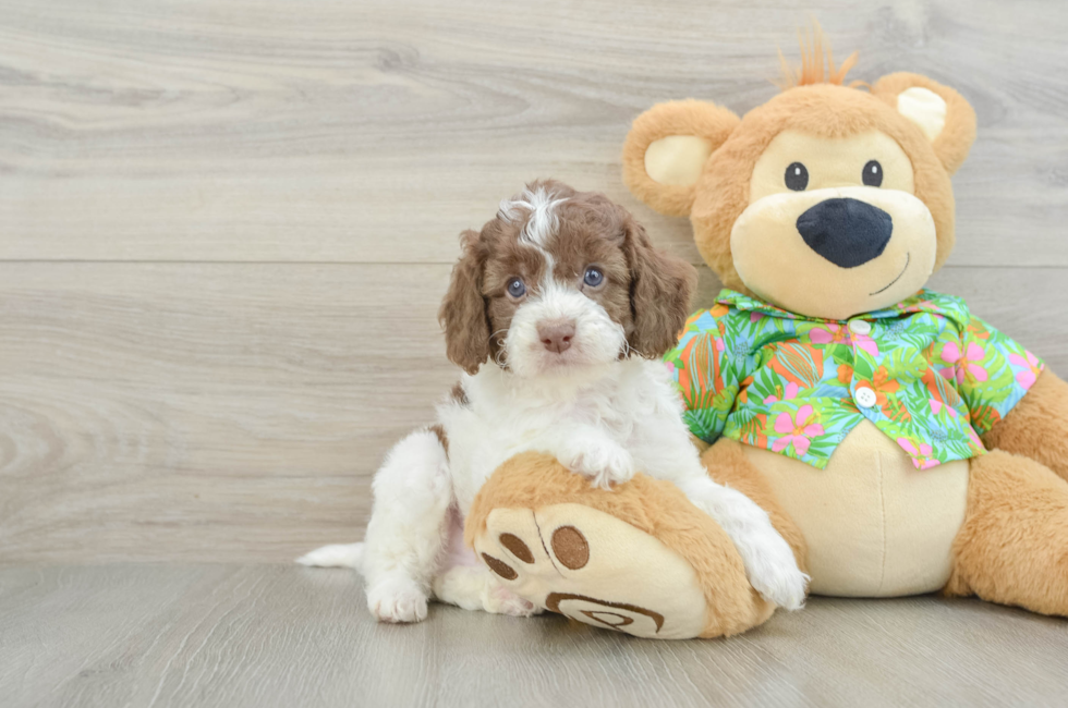 5 week old Cockapoo Puppy For Sale - Pilesgrove Pups