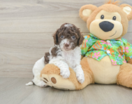 6 week old Cockapoo Puppy For Sale - Pilesgrove Pups