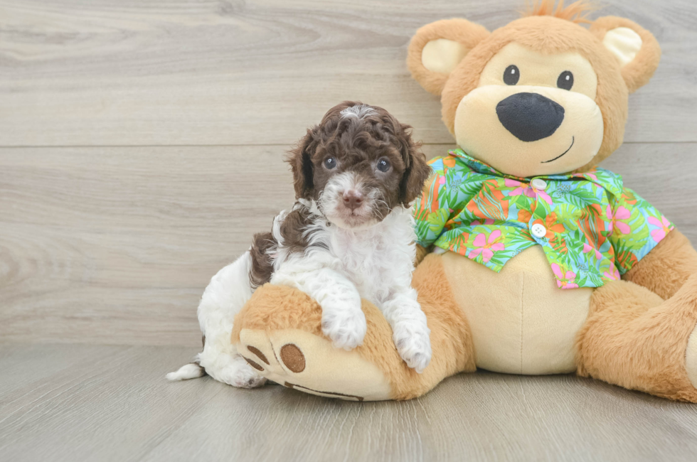 5 week old Cockapoo Puppy For Sale - Pilesgrove Pups