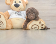 5 week old Cockapoo Puppy For Sale - Pilesgrove Pups