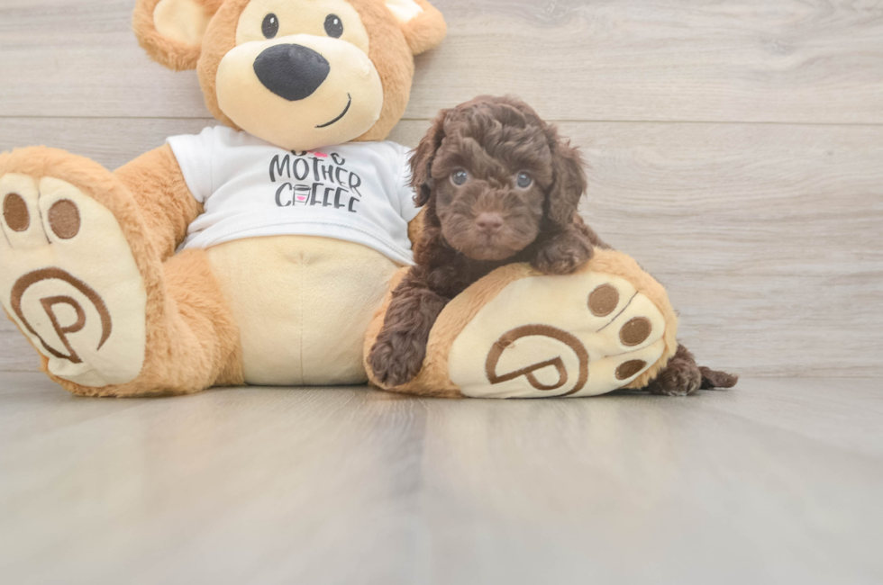 5 week old Cockapoo Puppy For Sale - Pilesgrove Pups