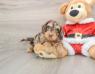 6 week old Cockapoo Puppy For Sale - Pilesgrove Pups