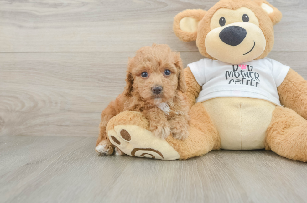 5 week old Cockapoo Puppy For Sale - Pilesgrove Pups