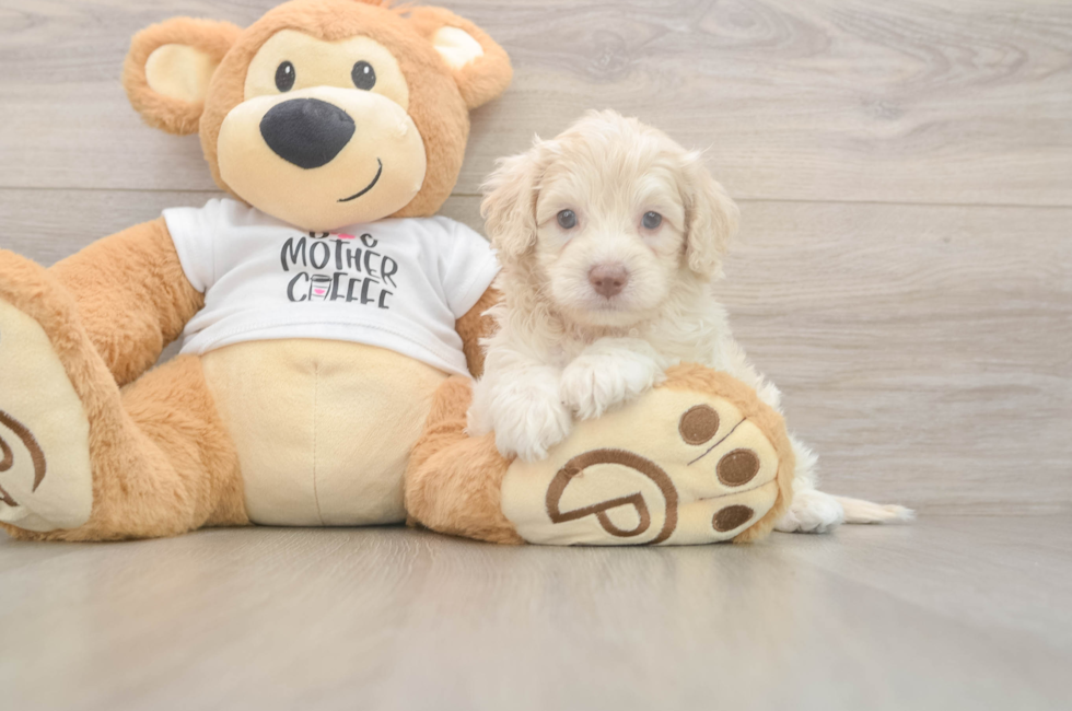 5 week old Cockapoo Puppy For Sale - Pilesgrove Pups