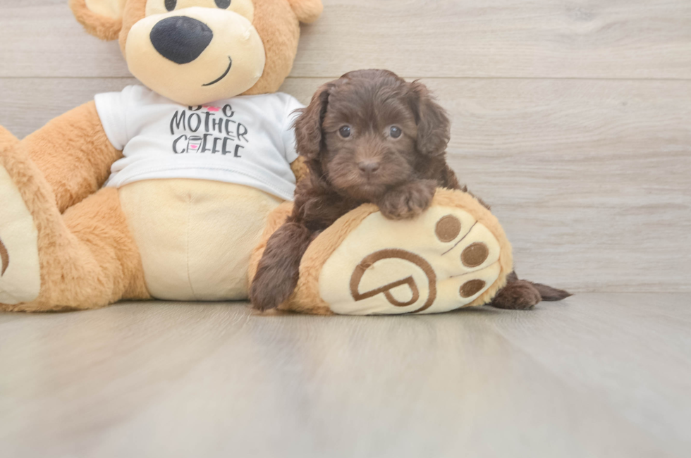 5 week old Cockapoo Puppy For Sale - Pilesgrove Pups