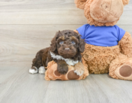 6 week old Cockapoo Puppy For Sale - Pilesgrove Pups